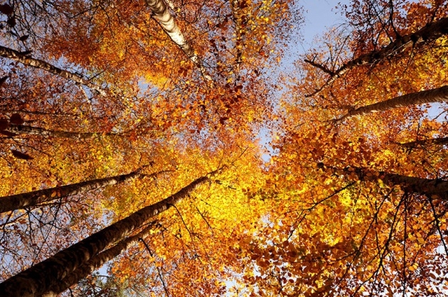 Yedigöller'de Sonbahar Güzelliği 10