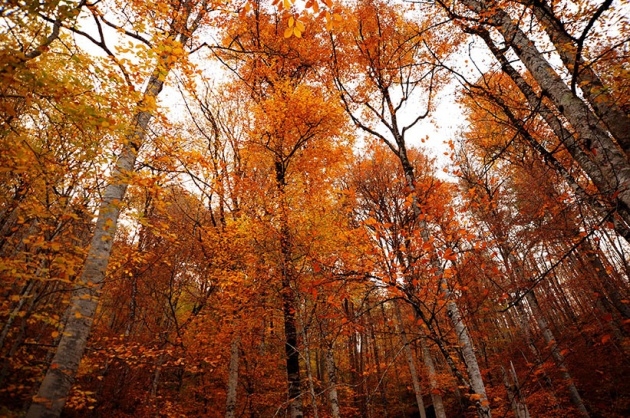 Yedigöller'de Sonbahar Güzelliği 7