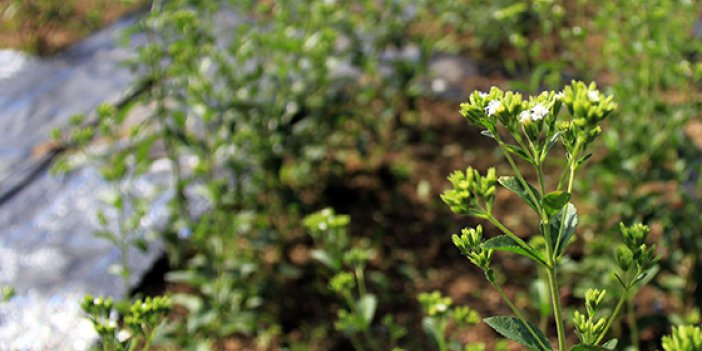 ÇAYKUR'da üçüncü "stevya" hasadı yapıldı