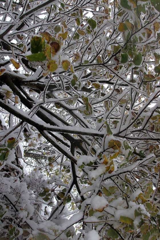 Rize'den Kar Manzaraları 2015 15