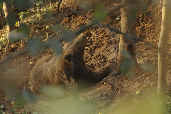 Ekipler, kapana düşen boz ayı için seferber oldu 10