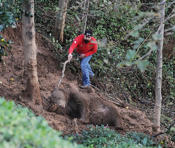 Ekipler, kapana düşen boz ayı için seferber oldu 11