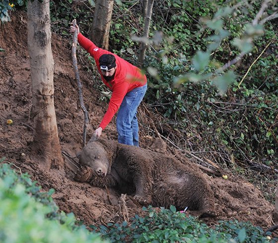 Ekipler, kapana düşen boz ayı için seferber oldu 12