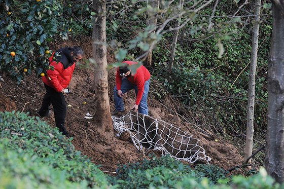 Ekipler, kapana düşen boz ayı için seferber oldu 13