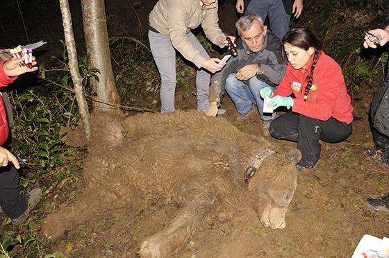 Ekipler, kapana düşen boz ayı için seferber oldu 2