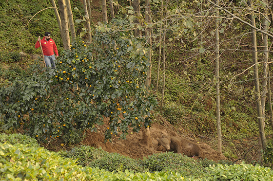 Ekipler, kapana düşen boz ayı için seferber oldu 6