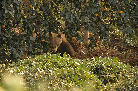 Ekipler, kapana düşen boz ayı için seferber oldu 7