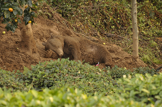Ekipler, kapana düşen boz ayı için seferber oldu 8