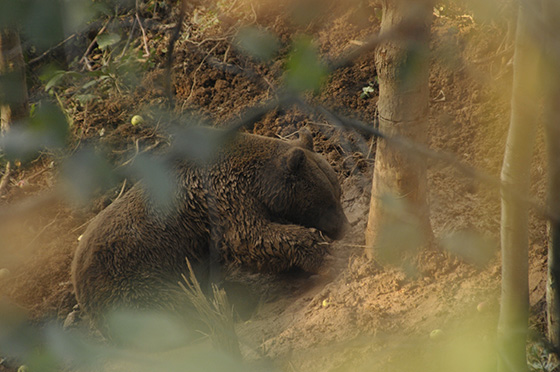 Ekipler, kapana düşen boz ayı için seferber oldu 9