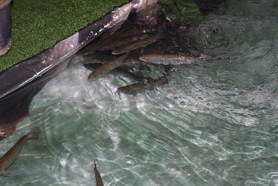 Uluslar Arası Fuar’da Rize Standı İlgi Görüyor. 4