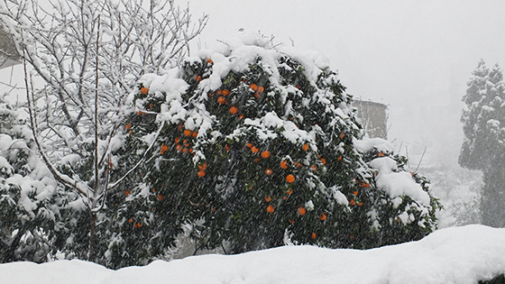 Rize'den Kar Fotoğrafları 2015 4