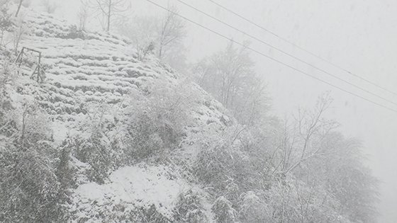 Rize'den Kar Fotoğrafları 2015 9