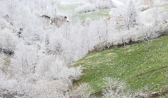 Rİze'de Bahar’ın Kış’la Buluşması 5