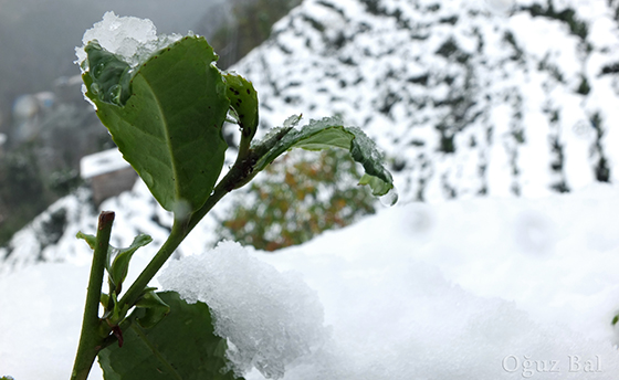 Rize'den Kar Manzaraları 10