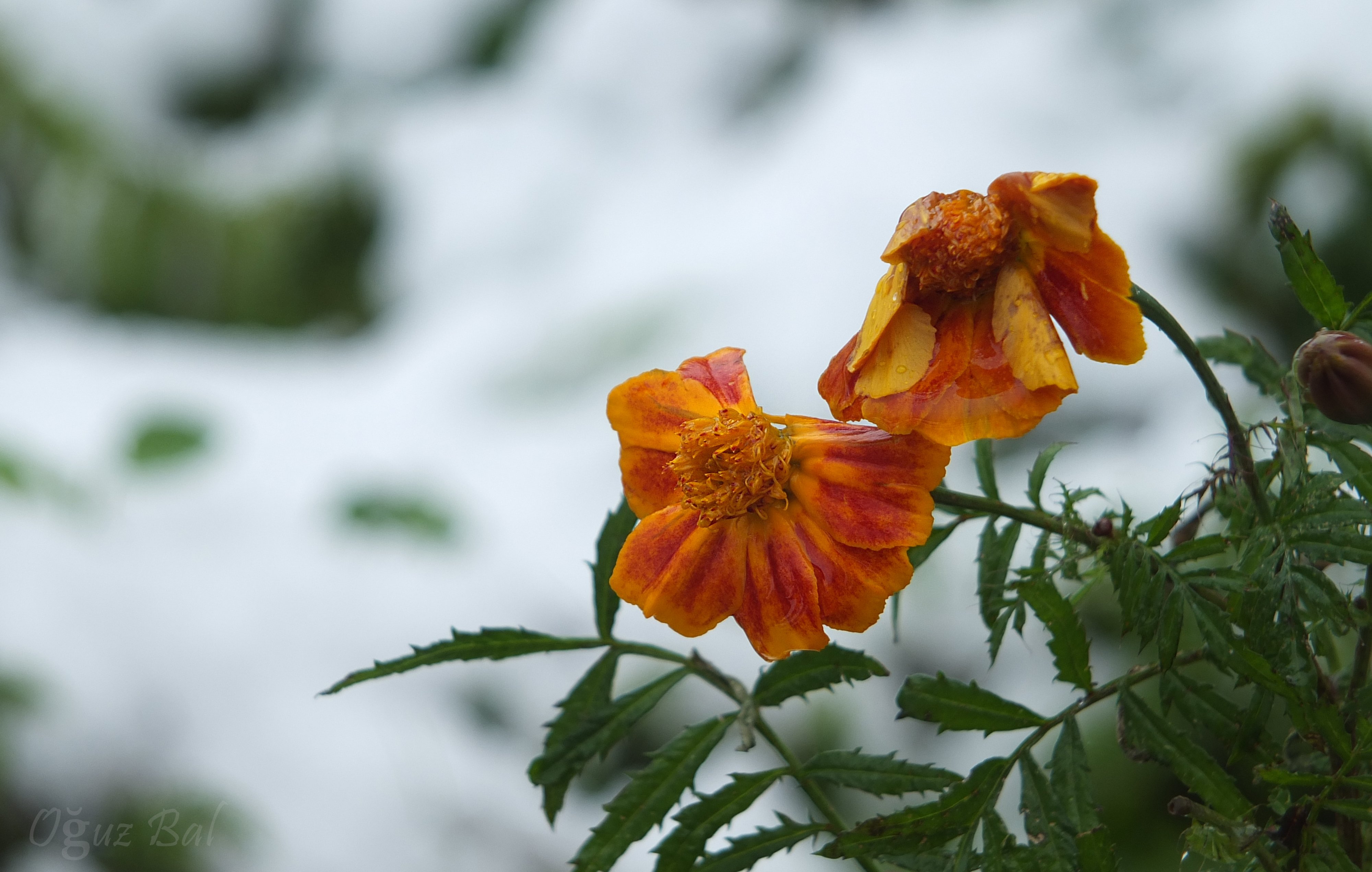 Rize'den Kar Manzaraları 11
