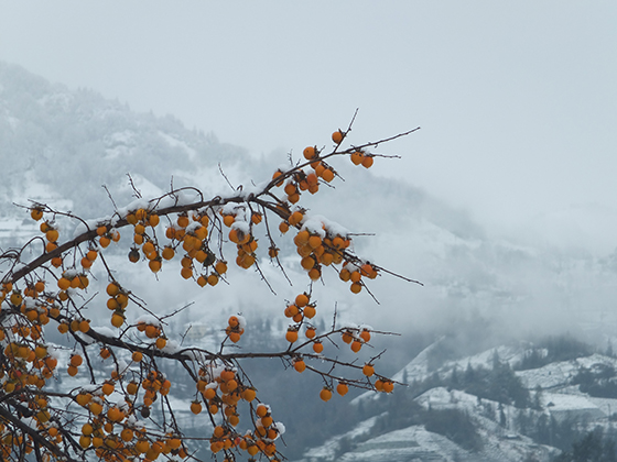Rize'den Kar Manzaraları 3
