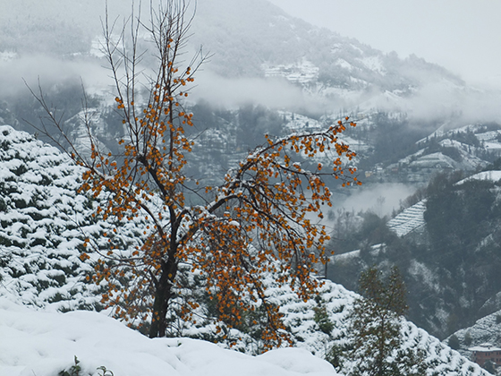 Rize'den Kar Manzaraları 4