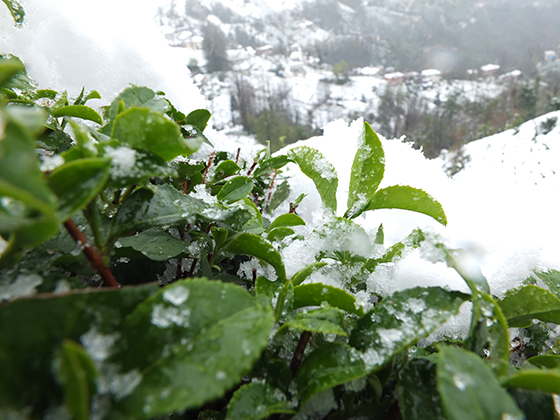 Rize'den Kar Manzaraları 7