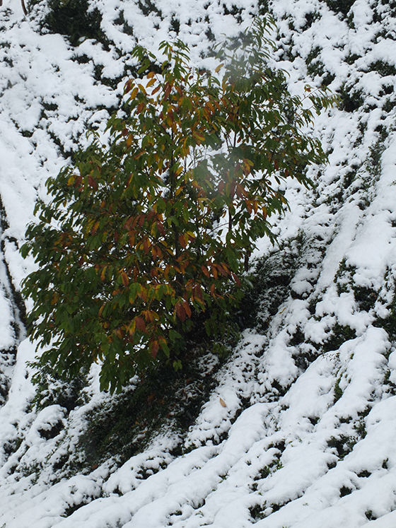 Rize'den Kar Manzaraları 8