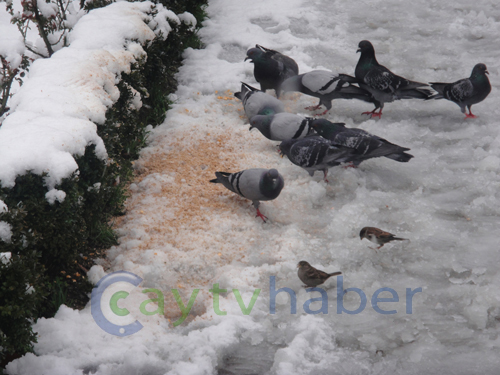 Rize Merkez'den Kar Manzaraları 12
