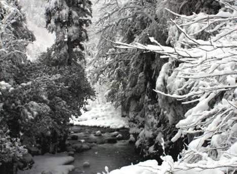Ayder Beyaza Büründü 1