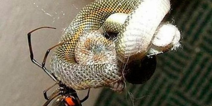 Örümceğin ağına yılan takıldı