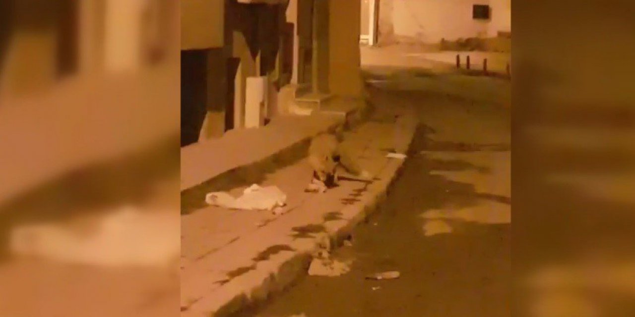 BAYBURT’TA AÇ KALAN TİLKİ YİYECEK ARAMAK İÇİN ŞEHİR MERKEZİNE İNDİ