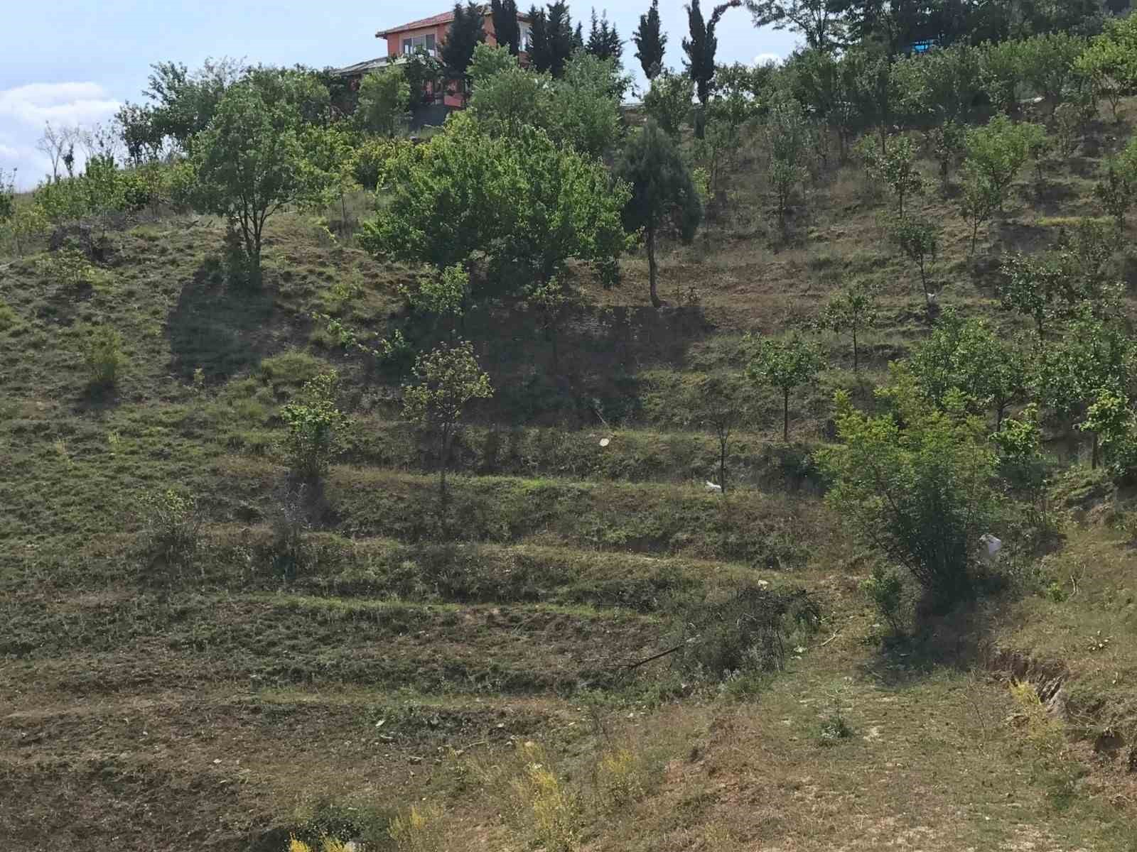 SAMSUN İL TARIM VE ORMAN MÜDÜRÜ İBRAHİM SAĞLAM, "SAMSUN'DA BUGÜN İTİBARIYLA BİN DEKAR ALANDA ZEYTİN ÜRETİLİYOR. YAKLAŞIK 2 BİN DÖNÜMÜ AŞTIKTAN SONRA ZEYTİNİN SANAYİSİ DE İLİMİZDE ARTACAKTIR" DEDİ