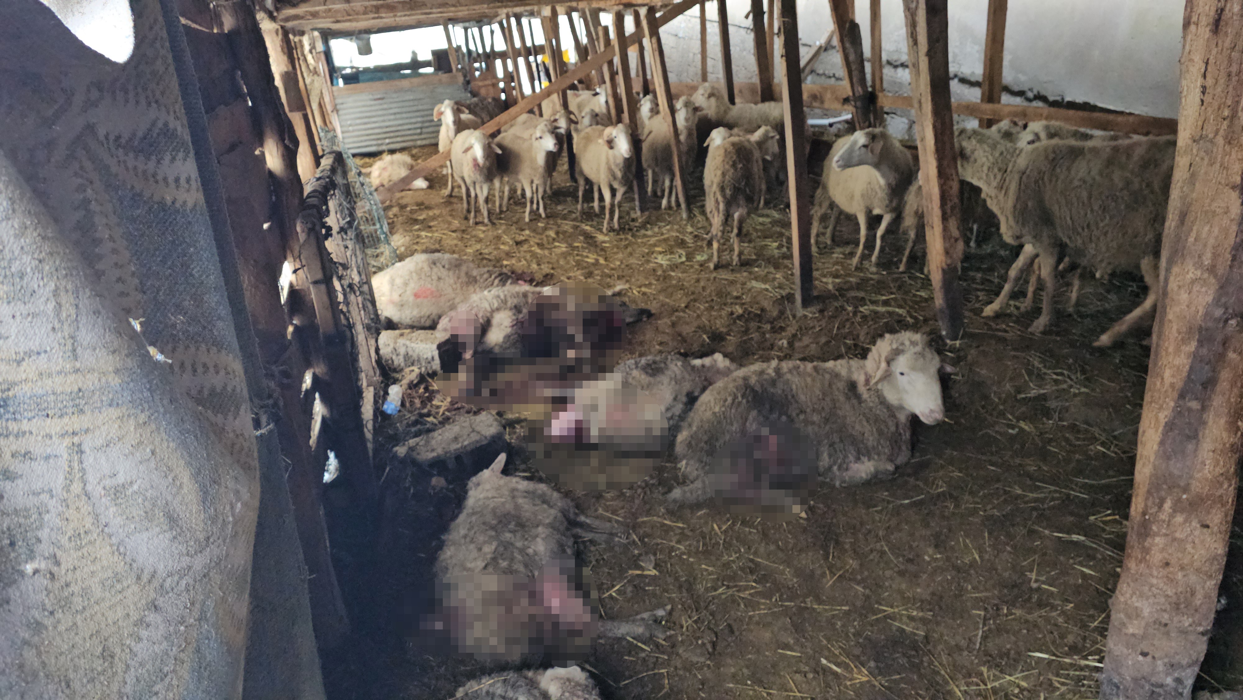 KASTAMONU'NUN CİDE İLÇESİNDE AHIRA GİREN KURTLAR 25 KOYUNU TELEF ETTİ