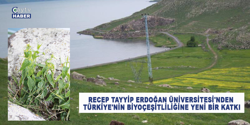 RECEP TAYYİP ERDOĞAN ÜNİVERSİTESİ'NDEN TÜRKİYE'NİN BİYOÇEŞİTLİLİĞİNE YENİ BİR KATKI: "VİNCETOXİCUM ANATOLİCUM" KEŞFEDİLDİ