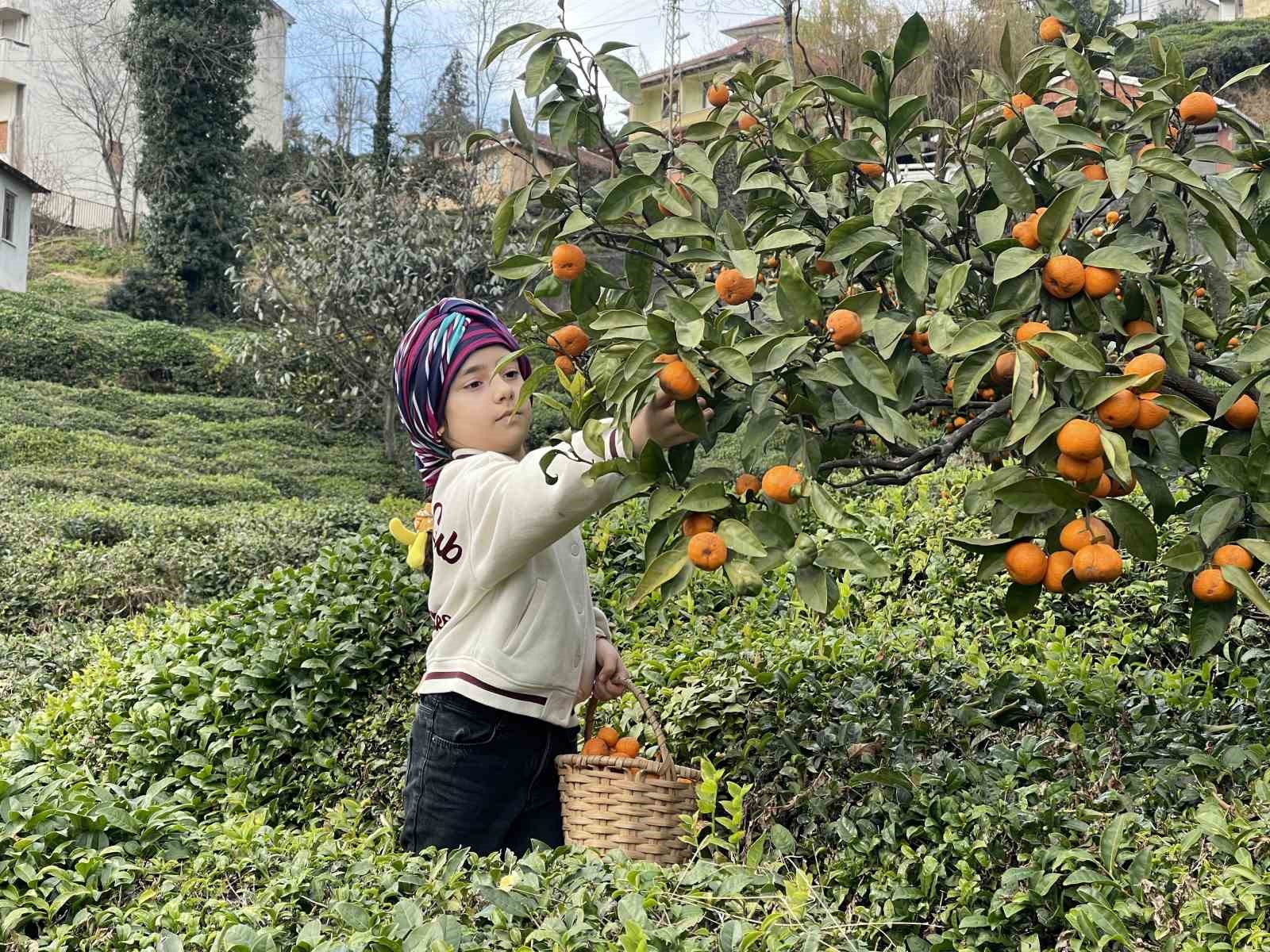 Rizeli Çiftçiler Yazın Çay, Kışın Mandalina Toplayarak Geçimlerini Sağlıyor