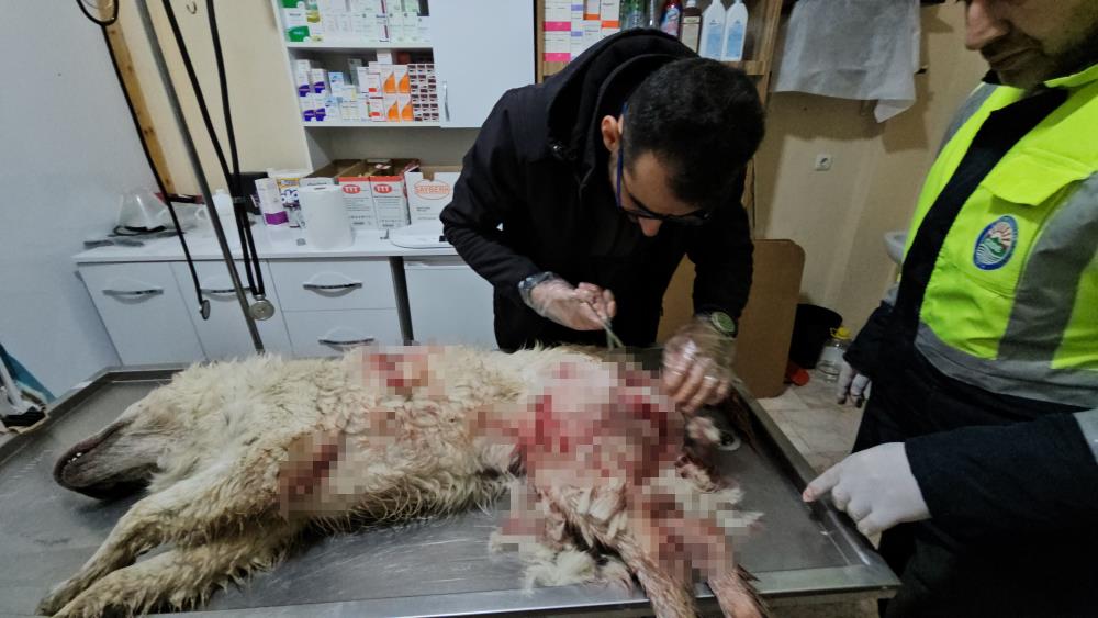 Tüfekle Vurulan Köpek Hastane Bahçesine Sığındı