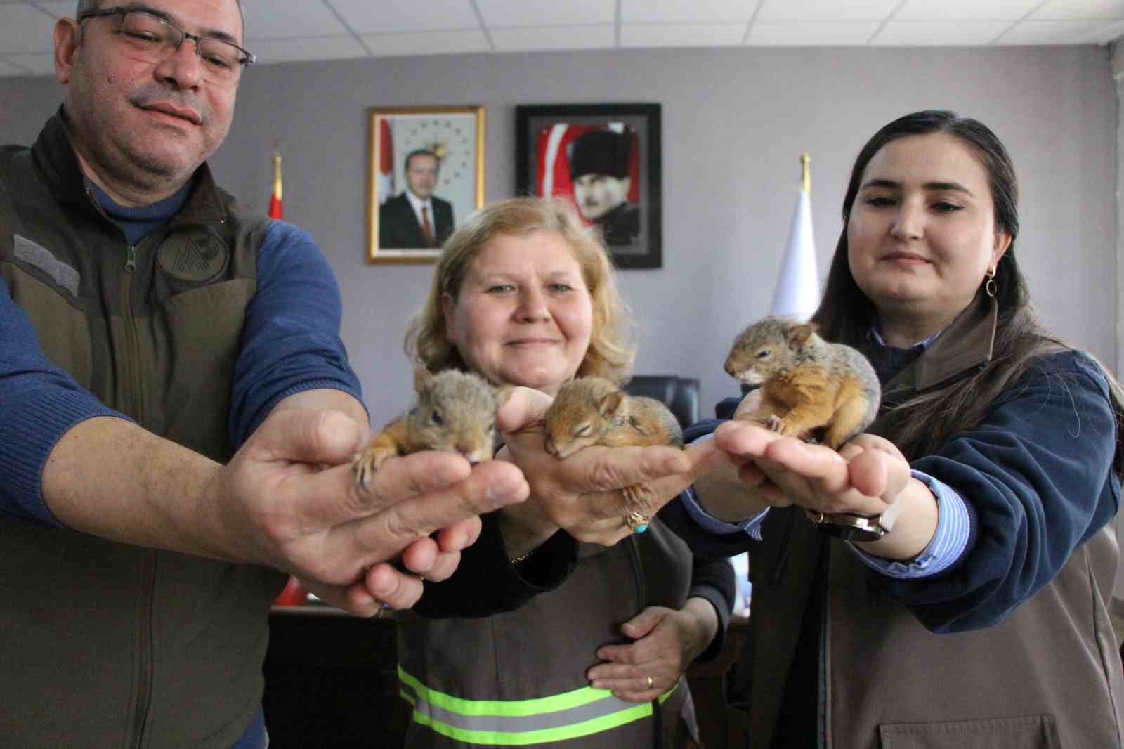Annesiz Kalan Sincap Yavrularına Özel Bakım