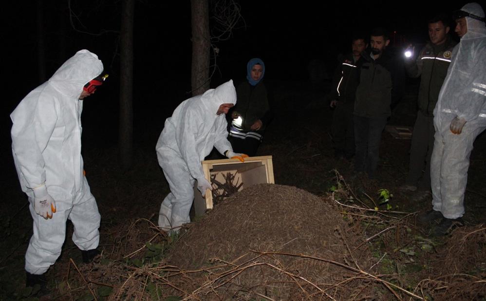 Vezirköprü’de Gece Yarısı Kırmızı Karınca Operasyonu: Zararlı Böcekleri Yiyecek
