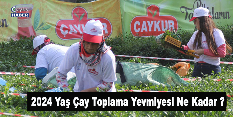 Rize'de Yaş Çay Toplama İşçisi Yoğunluğu yaşanması bekleniyor, 2024 Yaş Çay Toplama Yevmiyesi Ne kadar ?