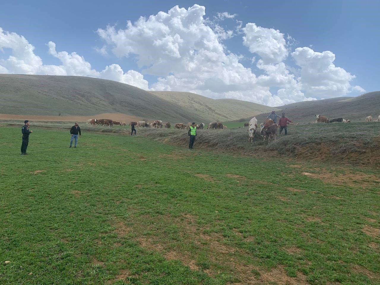 Bayburt'ta Kayıp Büyükbaş Hayvanlar Drone İle Bulundu