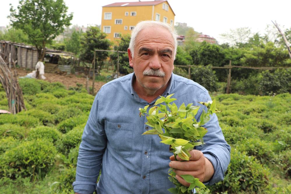 Çay'ın büyük düşmanı Telgraf otu