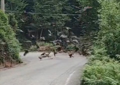 Rize’de Doğan Sürüsü Yola İndi, O Anlar Cep Telefonu Kamerasına Yansıdı