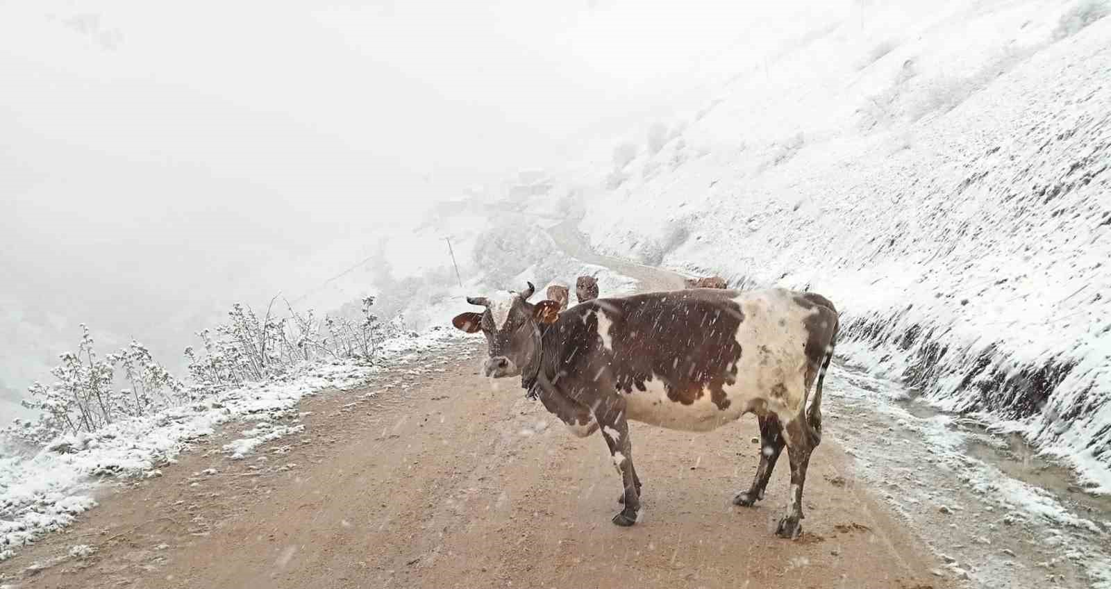 Rize'de Mayıs ayında kar sürprizi