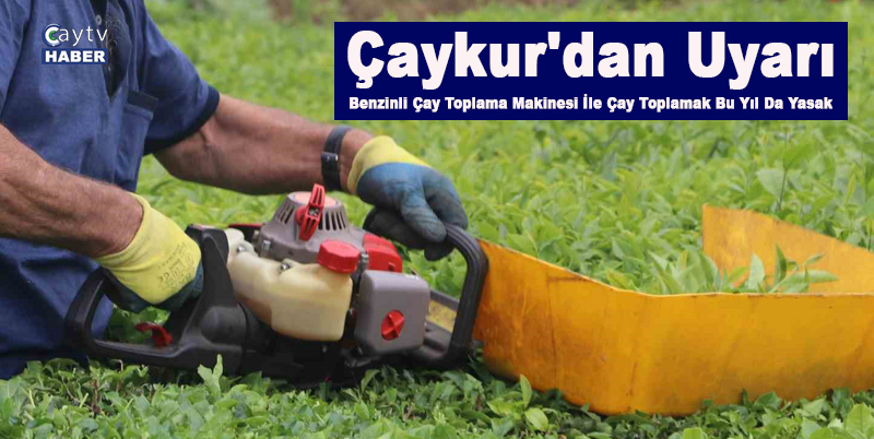 Çaykur'dan Uyarı , Benzinli Çay Toplama Makinesi İle Çay Toplamak Bu Yıl Da Yasak