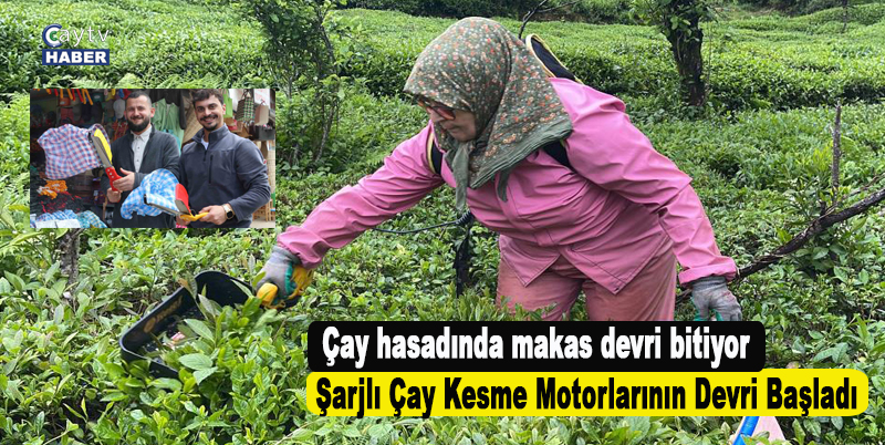 Çay hasadında makas devri bitiyor, şarjlı çay kesme motorlarının devri maşladı