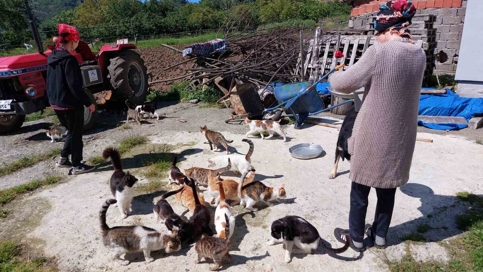 Samsun'lu kızkardeşler Sahiplendikleri 40 Kedi Ve 8 Köpeğe El İşi Yaparak Bakıyorlar