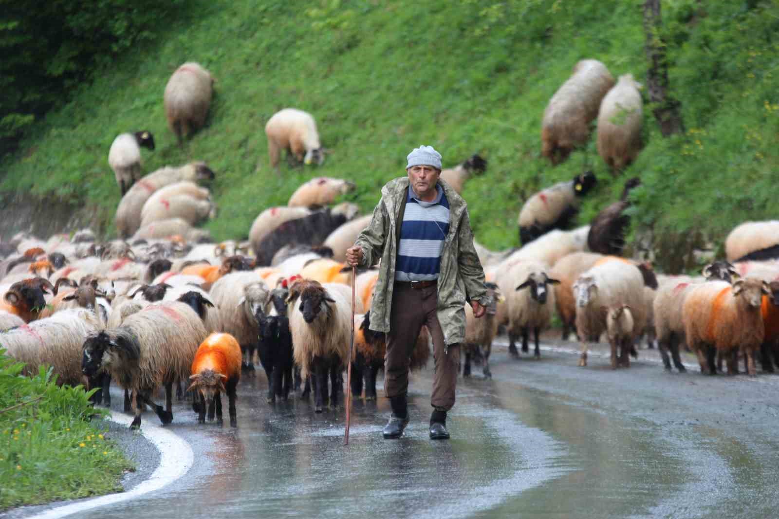 Doğu Karadeniz'de Yaylalara Zorlu Göç Yolculuğu Başladı