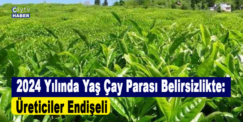 2024 Yılında Yaş Çay Parası Belirsizlikte: Üreticiler Endişeli
