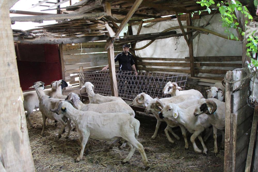 Amasya’da Kurtlar Sürüye Saldırdı: 19 Koyun Telef, 11 Kayıp