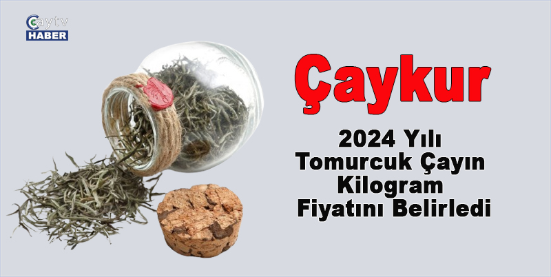Çaykur, 2024 Yılı Tomurcuk Çayın Kilogram Fiyatını Belirledi