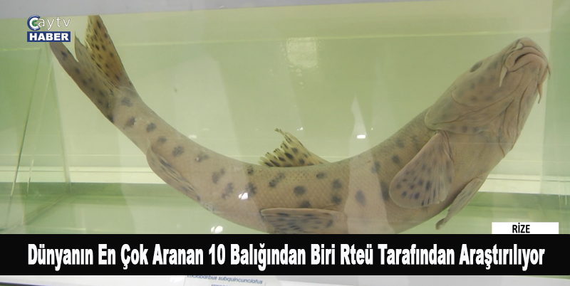 Dünyanın En Çok Aranan 10 Balığından Biri, Rteü Su Ürünleri Fakültesi’nde ‘Leopar Sazanı’nın Genetiği Araştırılıyor