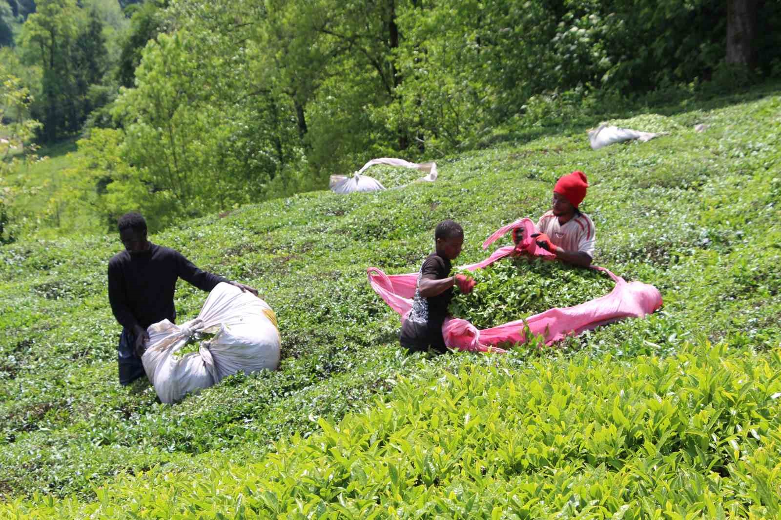 Doğu Karadeniz'de Senegalli İşçiler Çay Hasadında