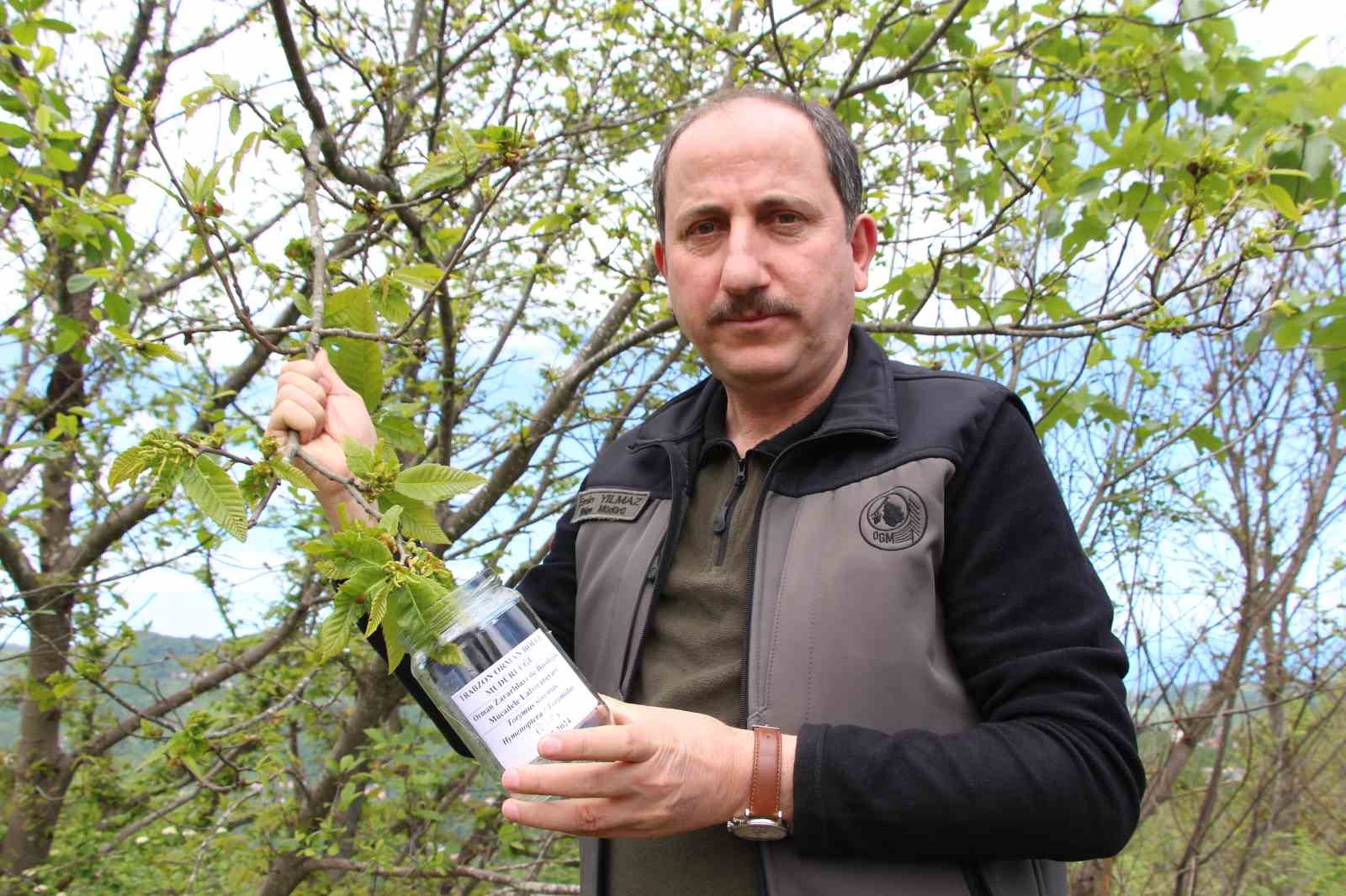 Türkiye'de "Katil Arı"ya Karşı Biyolojik Mücadele: Yalova'da Avcı Böcekler Doğaya Salınıyor
