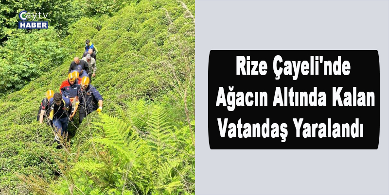 Rize Çayeli'nde Ağacın Altında Kalan Vatandaş Yaralandı
